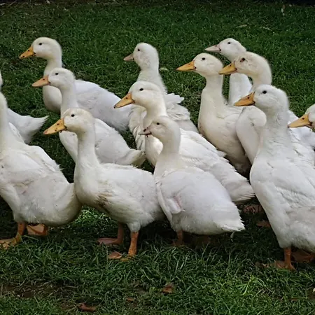 Apartman Farm Beschendorf