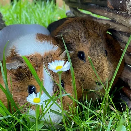 Apartman Farm Beschendorf